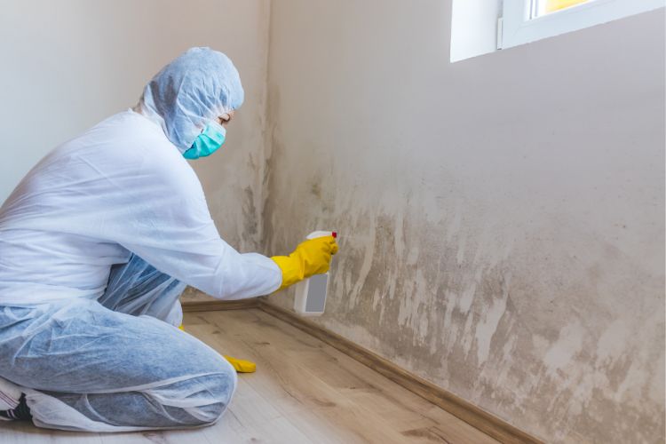 mold abatement