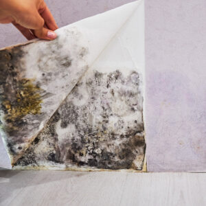 A damp wall with discolored patches and growing mold.

